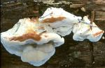 Oligoporus fragilis - Fungi Species